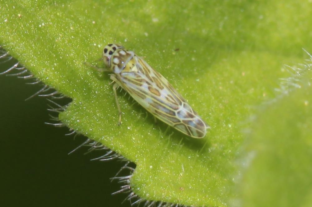  Eupteryx decemnotata Rey, 1891