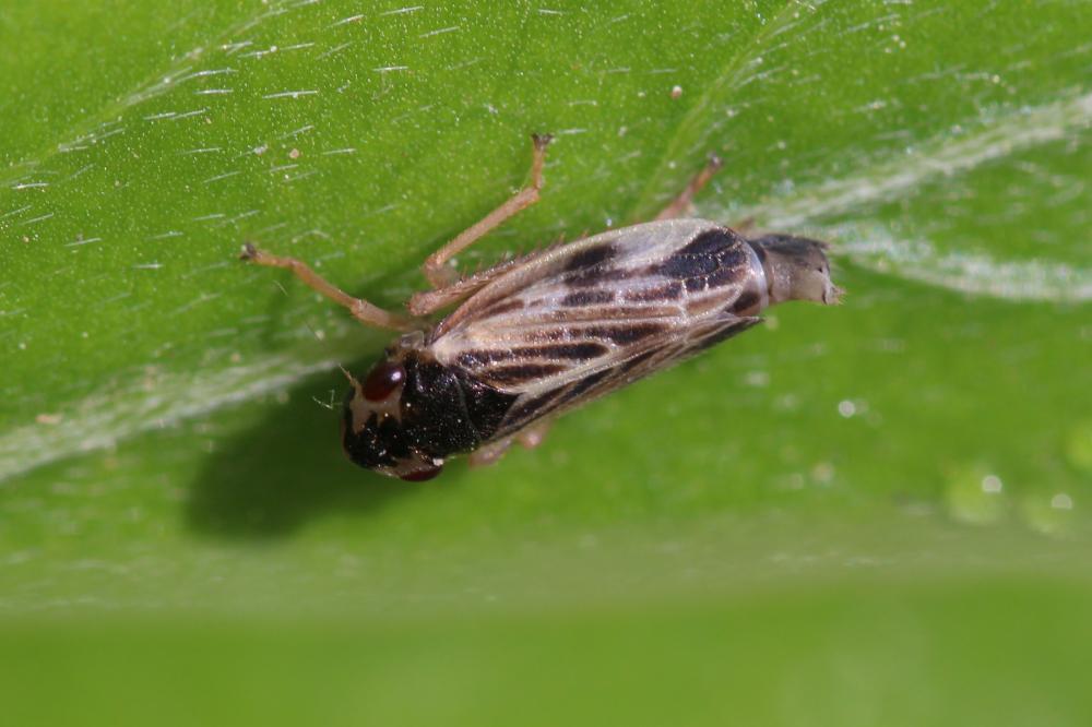  Evacanthus acuminatus (Fabricius, 1794)