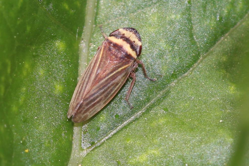  Aphrodes makarovi Zachvatkin, 1948