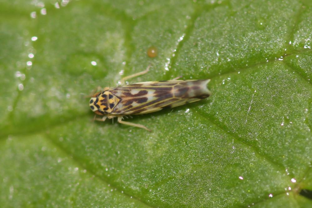 Eupteryx urticae (Fabricius, 1803)