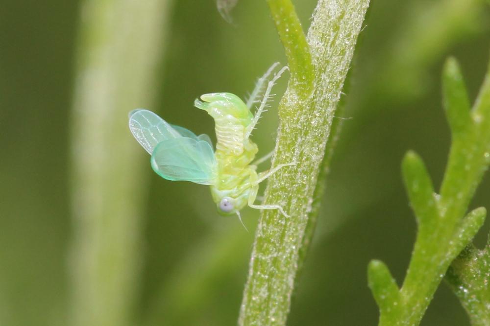 Cicadelles Cicadellidae Latreille, 1802