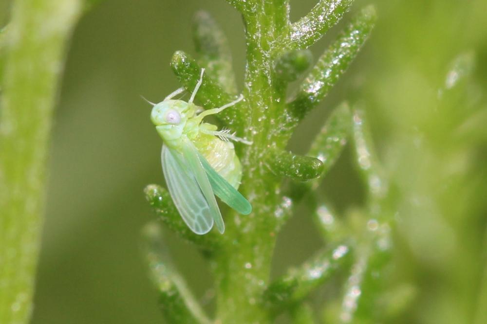Cicadelles Cicadellidae Latreille, 1802