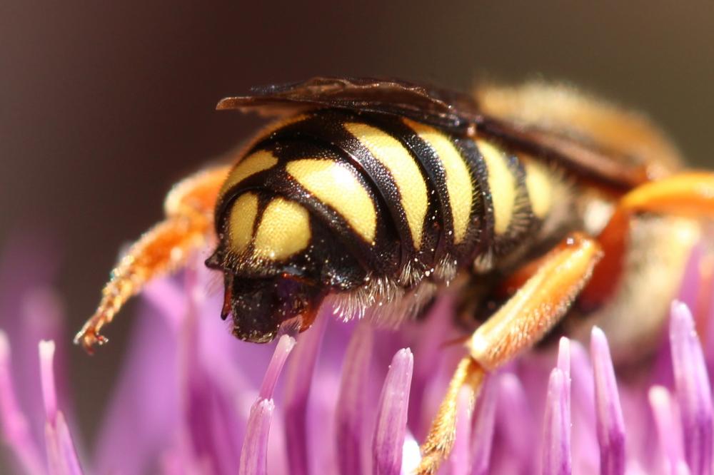 Rhodanthidium septemdentatum (Latreille, 1809)