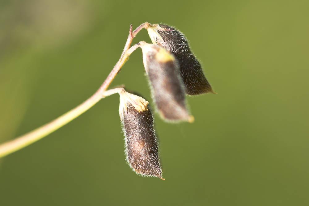 Vesce hérissée, Ers velu Vicia hirsuta (L.) Gray, 1821
