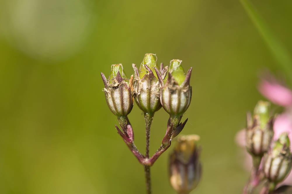 Oeil-de-perdrix Lychnis flos-cuculi L., 1753