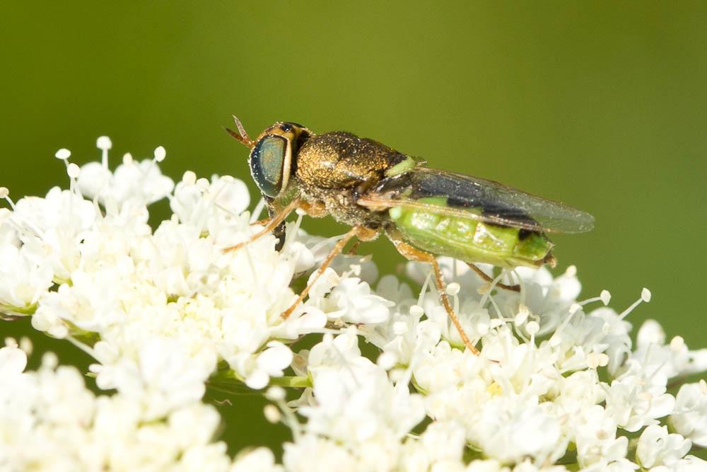  Odontomyia angulata (Panzer, 1798)