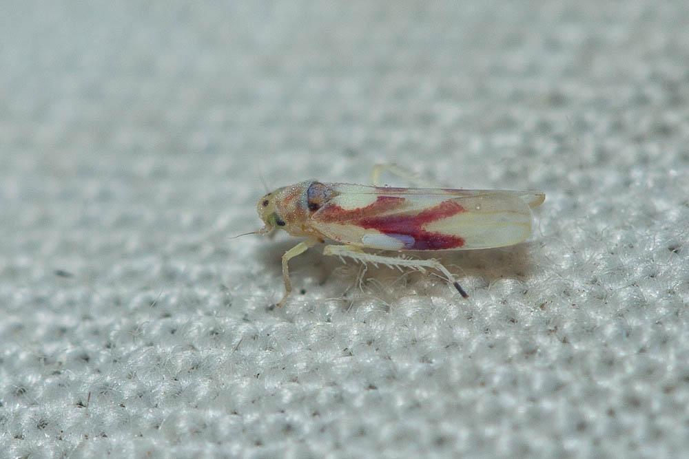  Zygina lunaris (Mulsant & Rey, 1855)