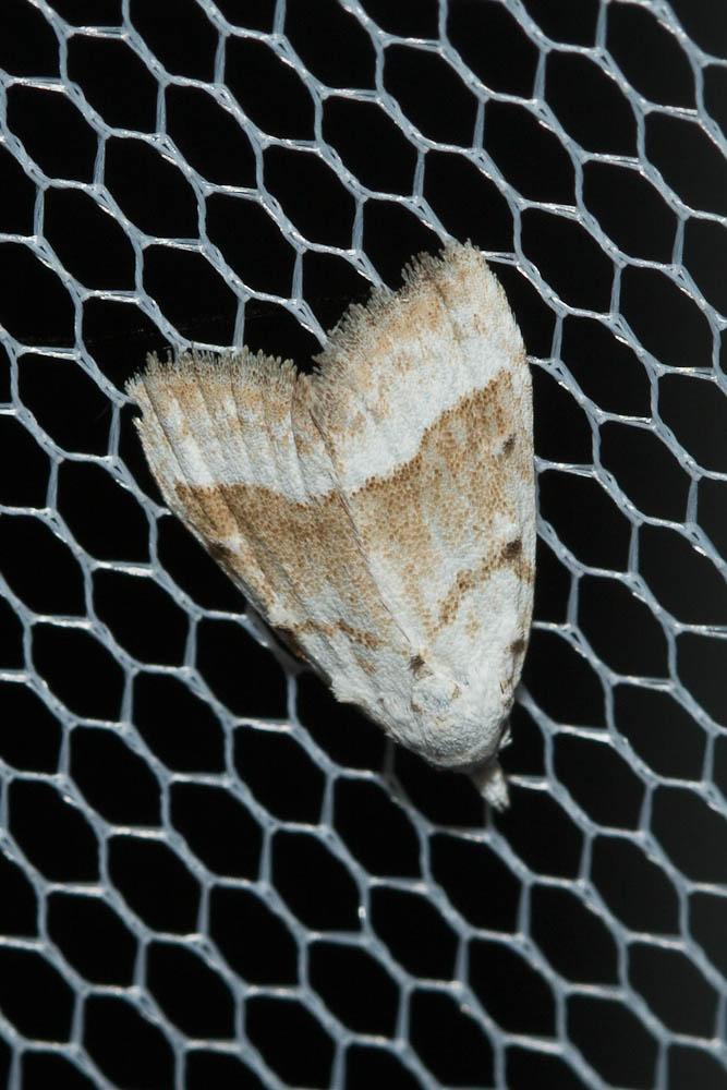 Nole ravaudée (La) Nola aerugula (Hübner, 1793)