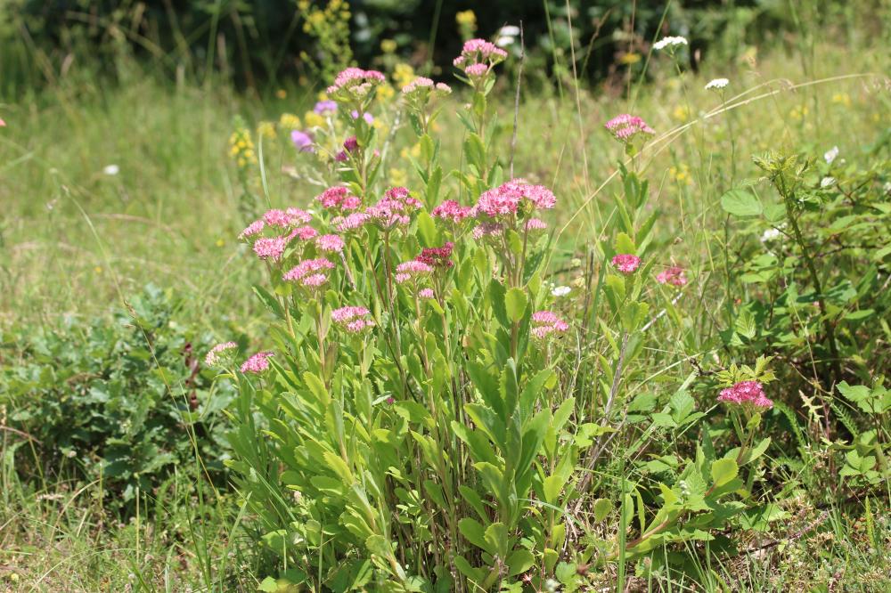 Herbe de saint Jean Hylotelephium telephium (L.) H.Ohba, 1977