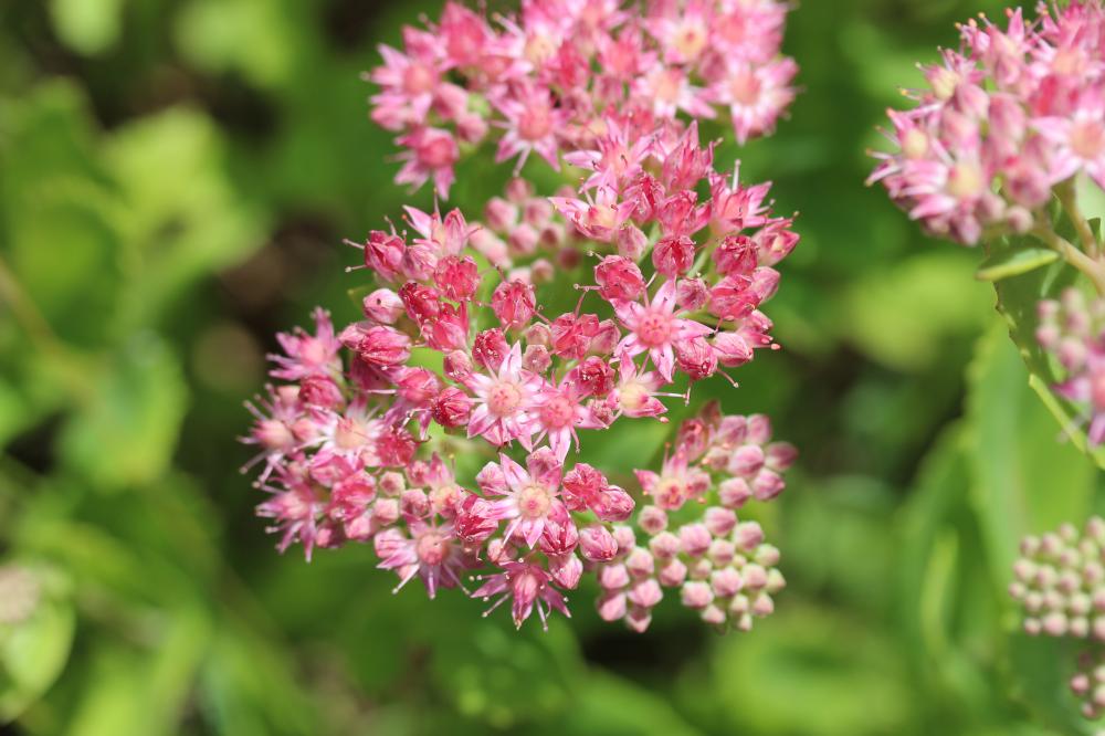 Herbe de saint Jean Hylotelephium telephium (L.) H.Ohba, 1977