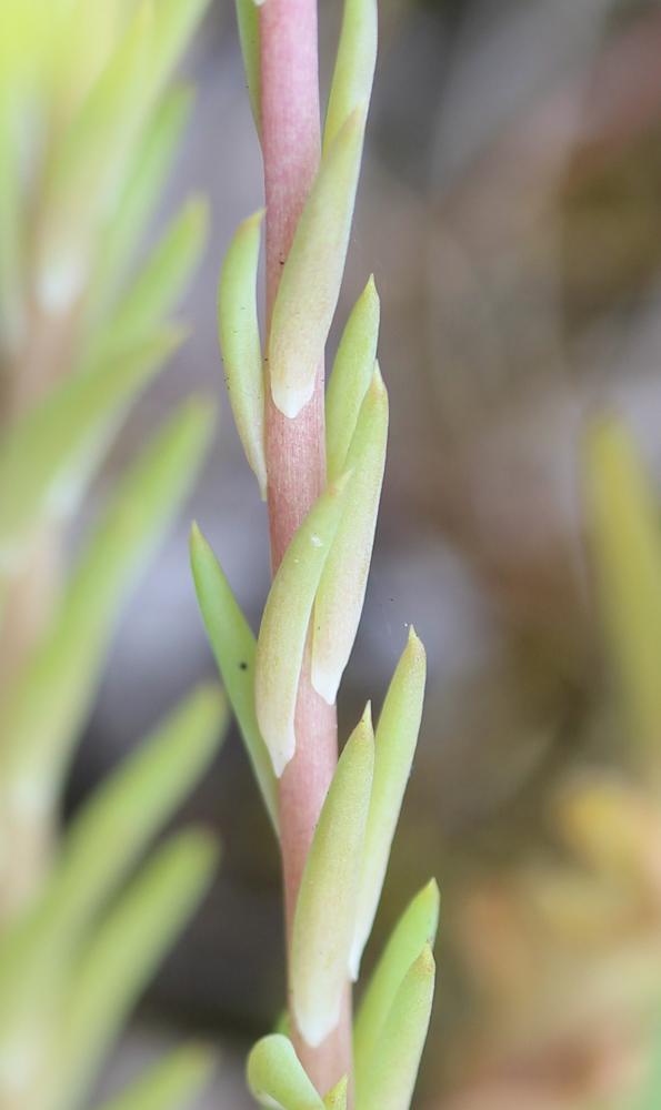 Orpin réfléchi, Orpin des rochers Sedum rupestre L., 1753