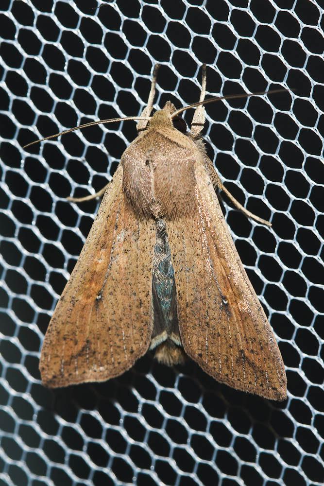 Leucanie orbicole (La) Mythimna unipuncta (Haworth, 1809)