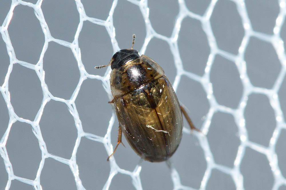  Enochrus quadripunctatus (Herbst, 1797)