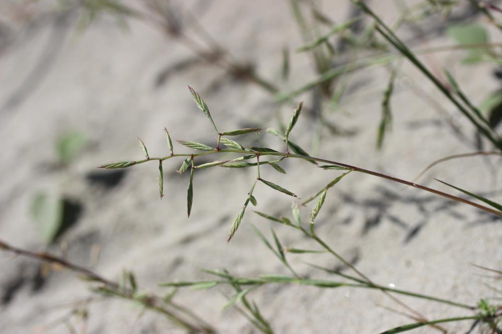 Cutandie maritime Cutandia maritima (L.) Benth., 1881