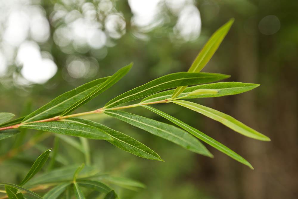 Osier rouge, Osier pourpre Salix purpurea L., 1753