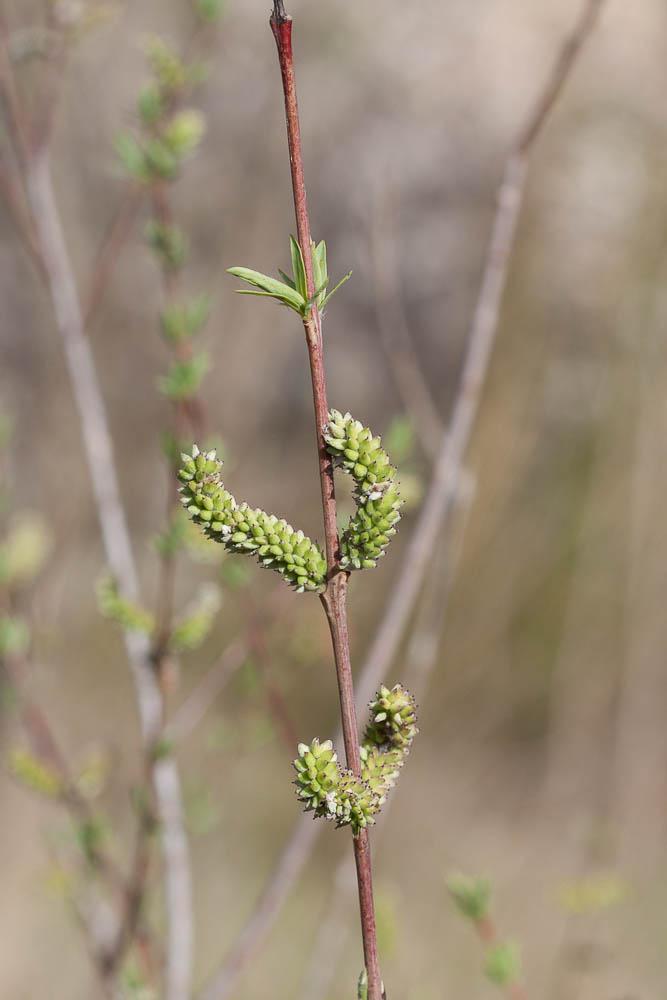 Osier rouge, Osier pourpre Salix purpurea L., 1753