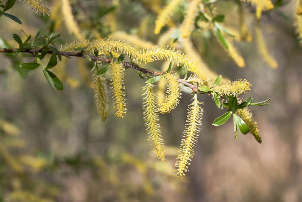 Osier rouge, Osier pourpre Salix purpurea L., 1753
