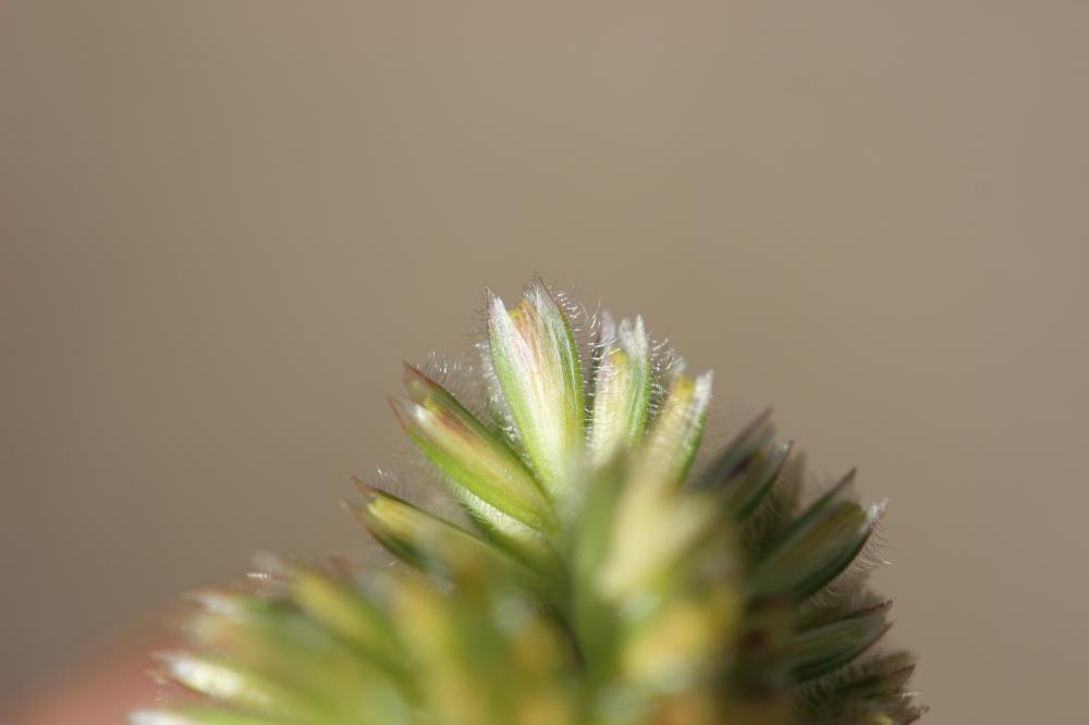 Fléole des sables Phleum arenarium L., 1753