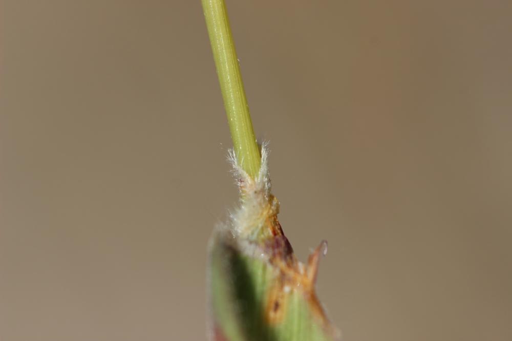 Fléole des sables Phleum arenarium L., 1753