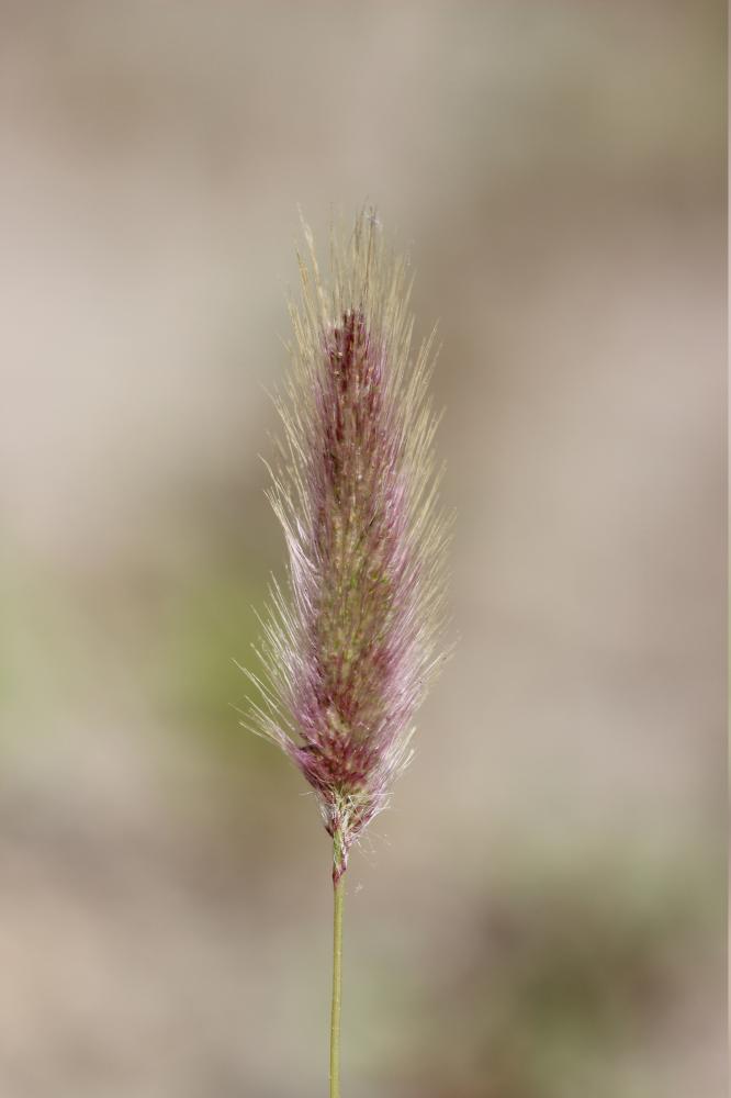 Polypogon maritime Polypogon maritimus Willd., 1801