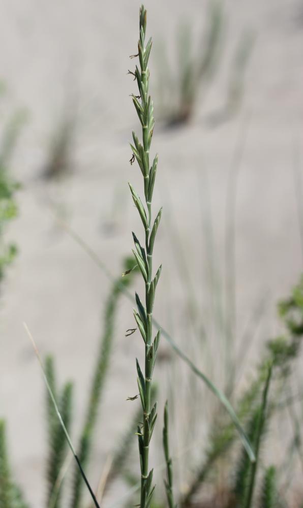 Chiendent à feuilles de Jonc Elytrigia juncea subsp. juncea (L.) Nevski, 1936