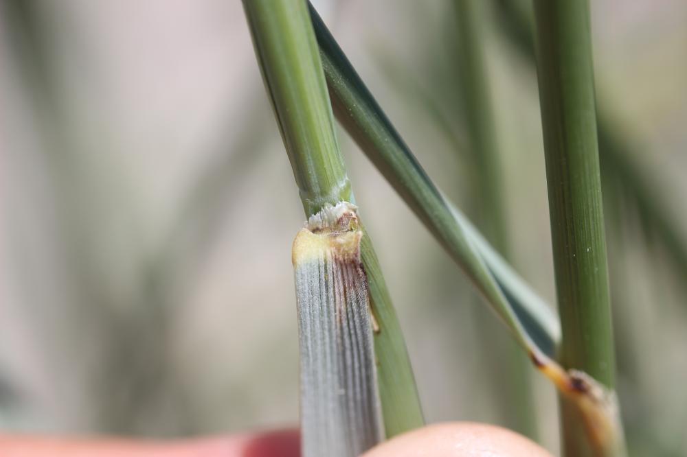 Chiendent à feuilles de Jonc Elytrigia juncea subsp. juncea (L.) Nevski, 1936