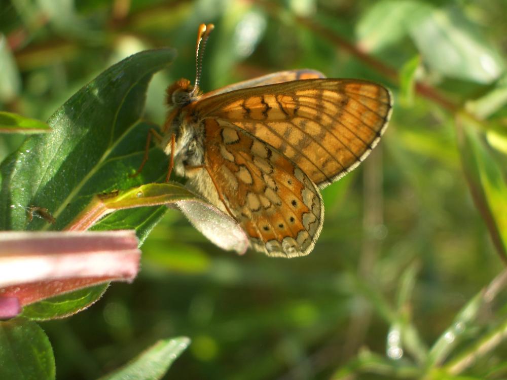 Damier de la Succise (Le), Artémis (L'), Damier pr Euphydryas aurinia (Rottemburg, 1775)