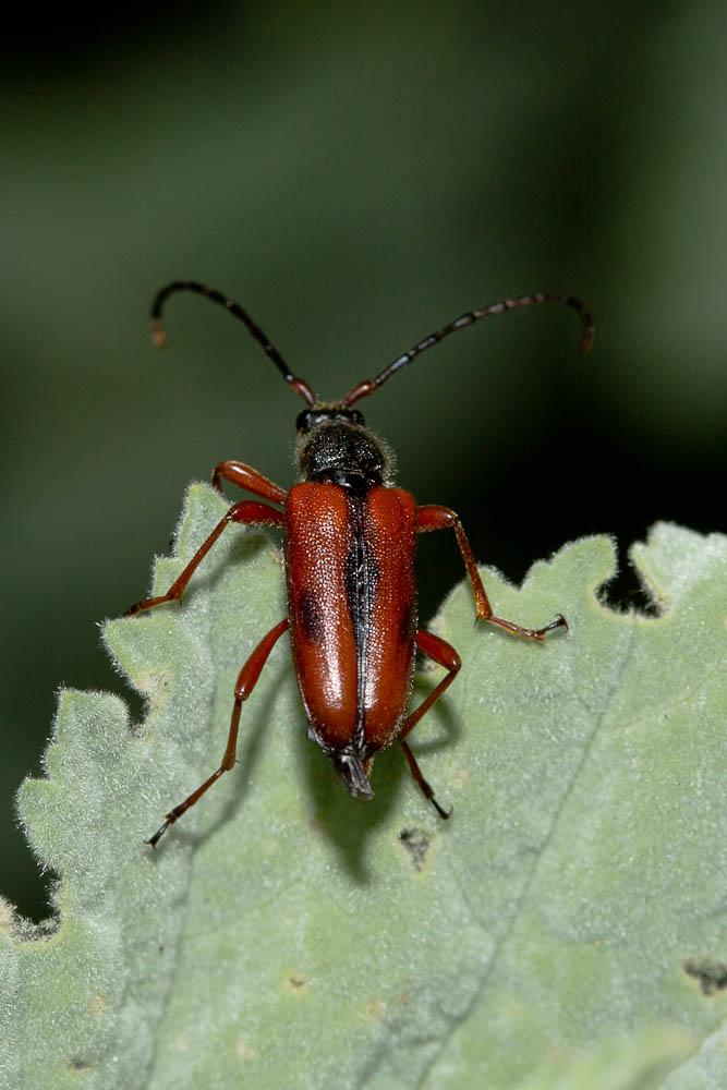 Stictoleptura trisignata (Fairmaire, 1852)