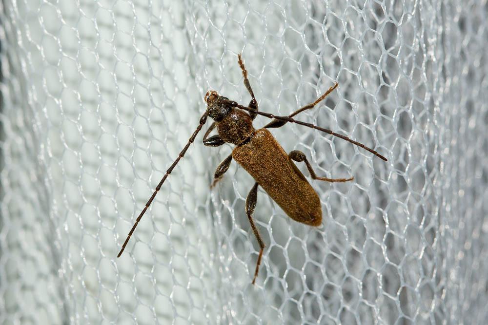 Phymatodes testaceus (Linnaeus, 1758)