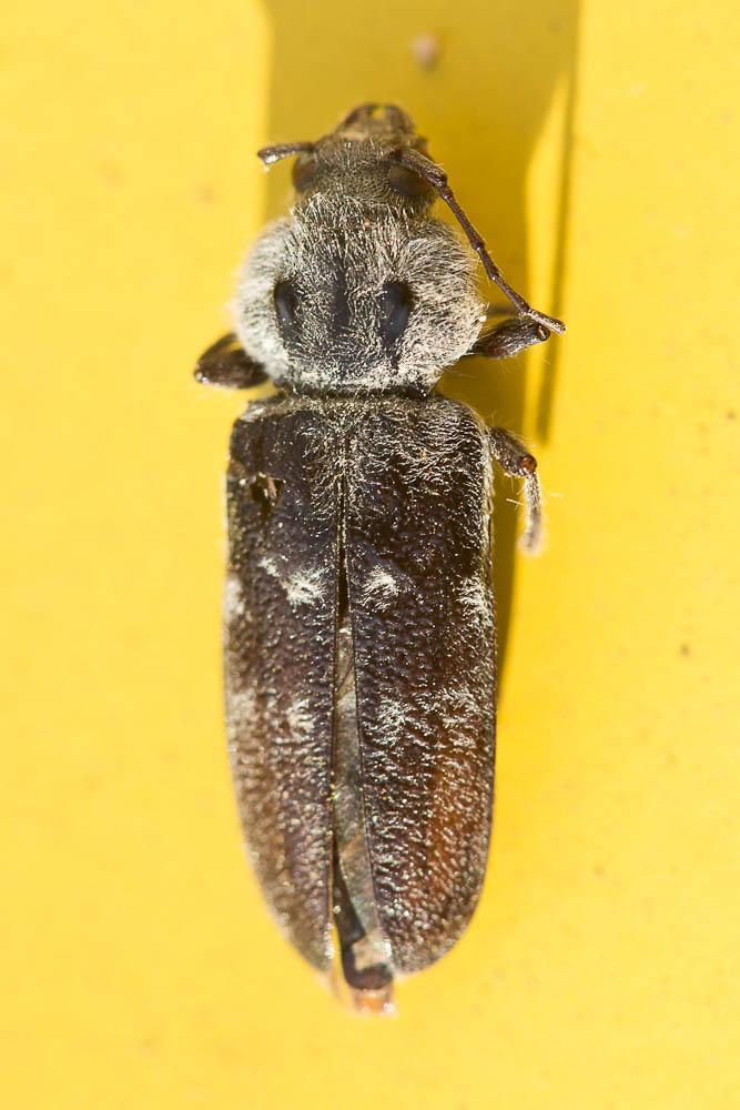 Hylotrupes bajulus (Linnaeus, 1758)