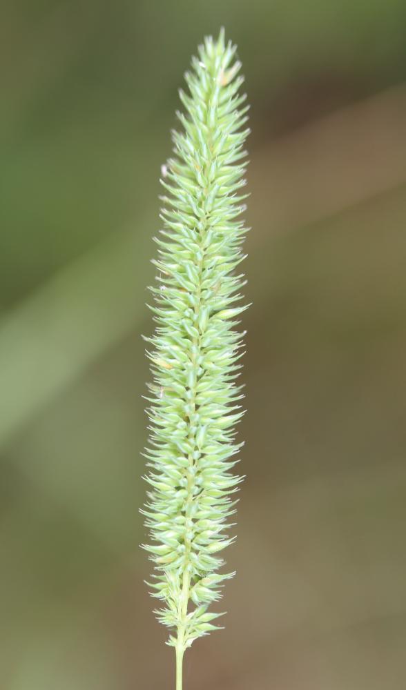 Fléole de Boehmer, Fléole fausse Fléole Phleum phleoides (L.) H.Karst., 1880