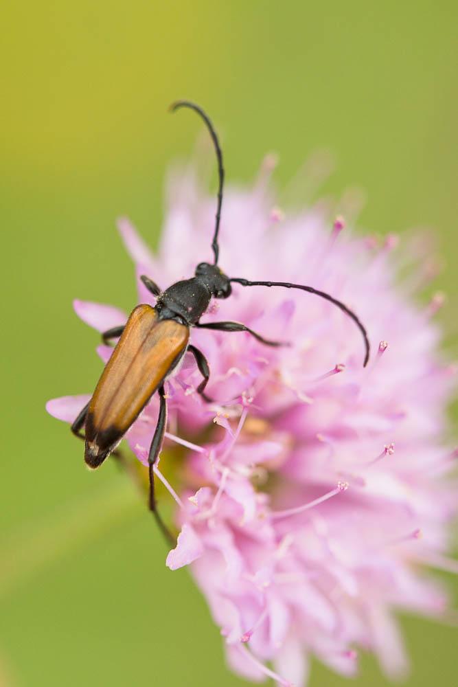 Lepture rouge sang Anastrangalia sanguinolenta (Linnaeus, 1760)