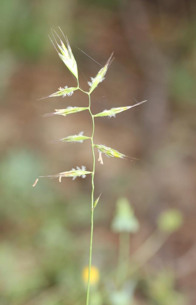 Avoine des prés Helictochloa pratensis (L.) Romero Zarco, 2011