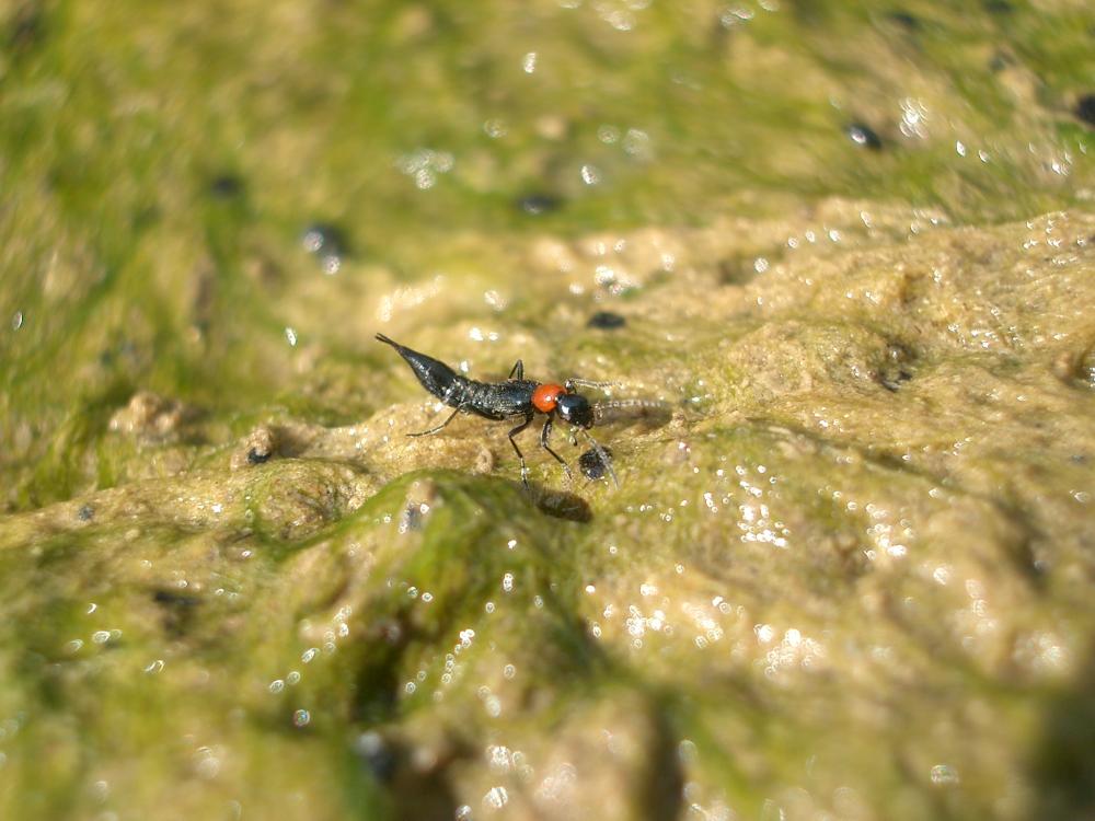 Pédère rufficole Paederidus ruficollis (Fabricius, 1777)