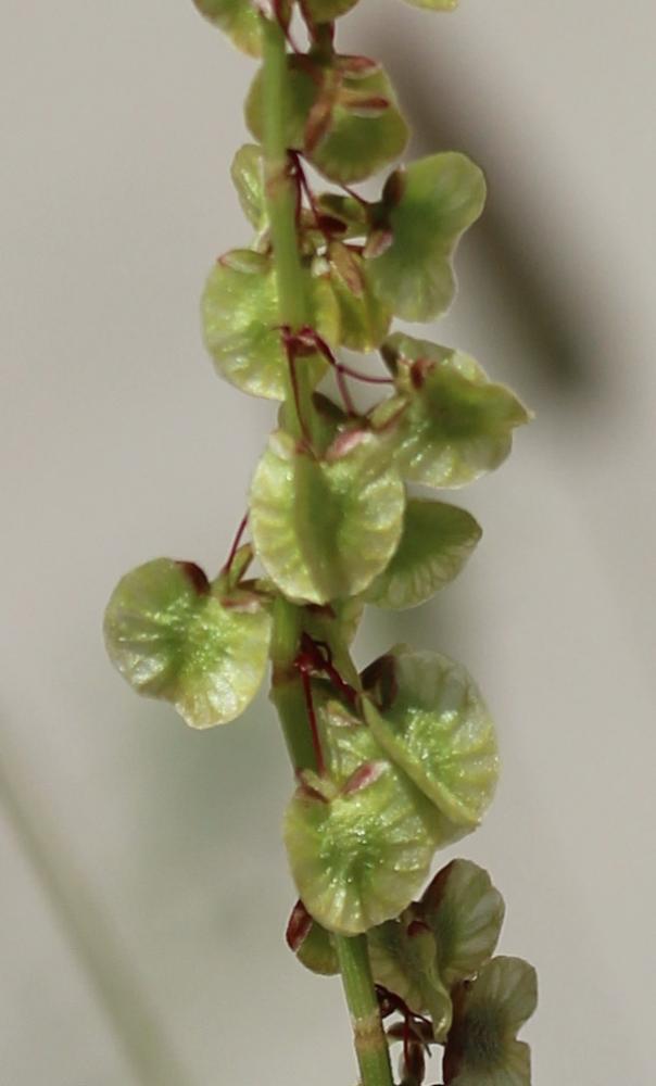 Rumex de Tanger, Patience de Tanger Rumex roseus L., 1753