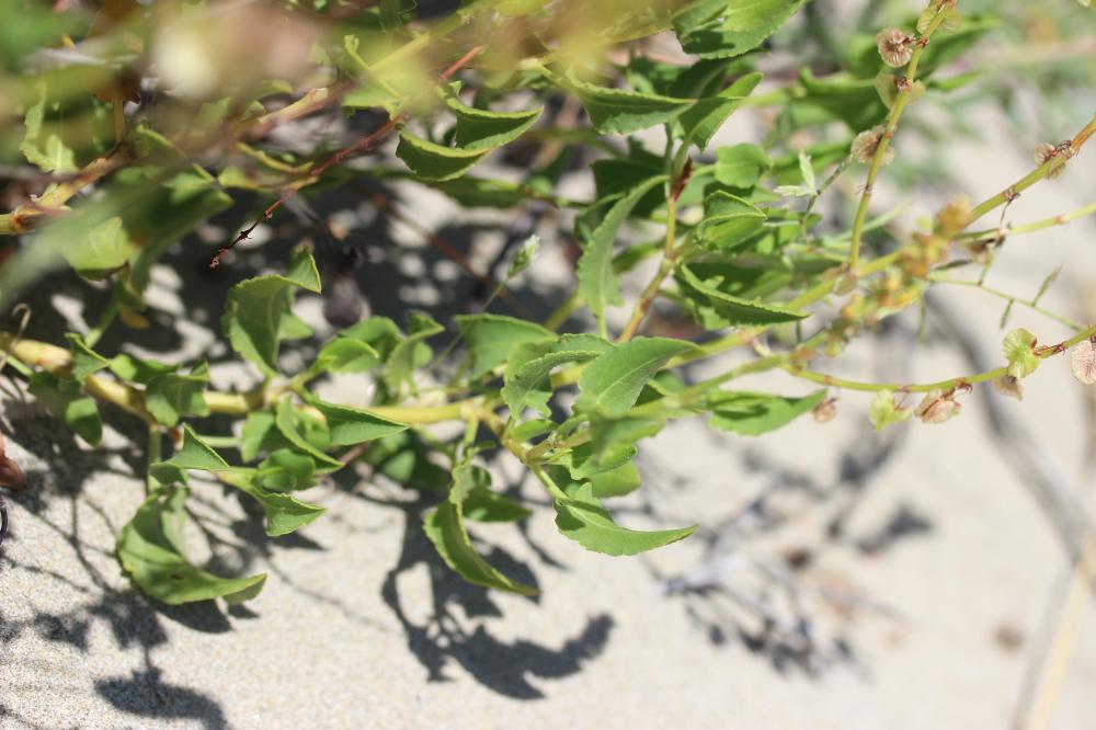 Rumex de Tanger, Patience de Tanger Rumex roseus L., 1753
