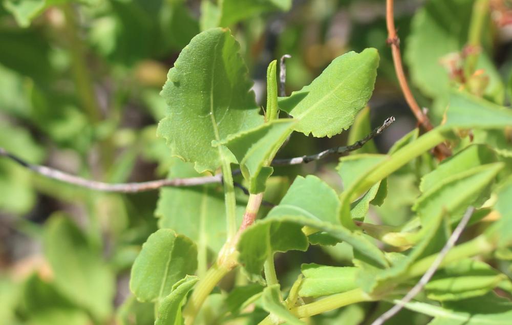 Rumex de Tanger, Patience de Tanger Rumex roseus L., 1753