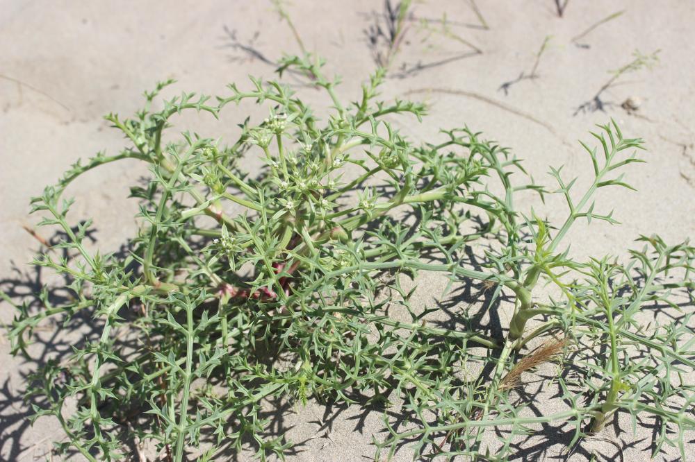 Échinophore épineuse Echinophora spinosa L., 1753