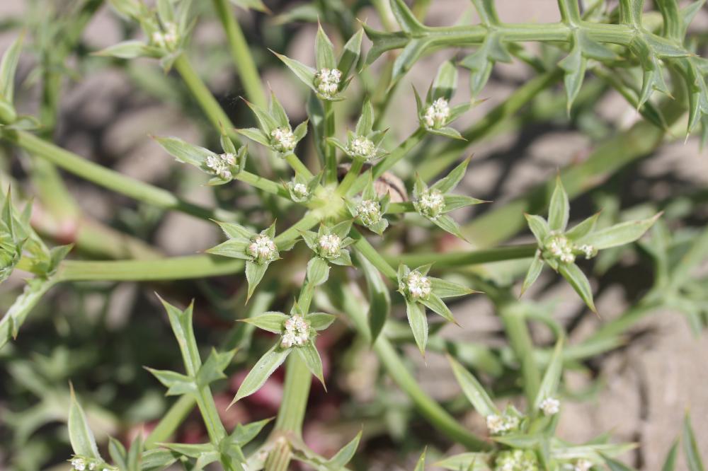 Échinophore épineuse Echinophora spinosa L., 1753