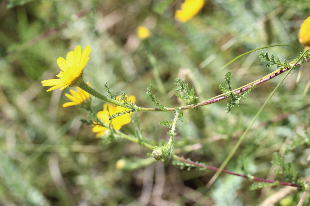 Anacycle radié Anacyclus radiatus Loisel., 1828
