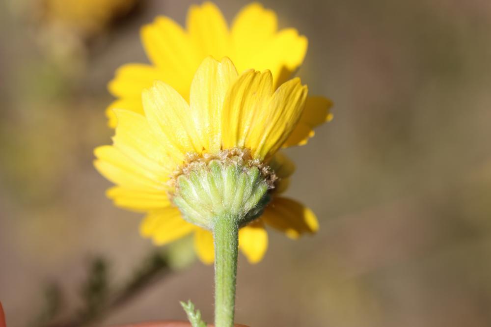 Anacycle radié Anacyclus radiatus Loisel., 1828