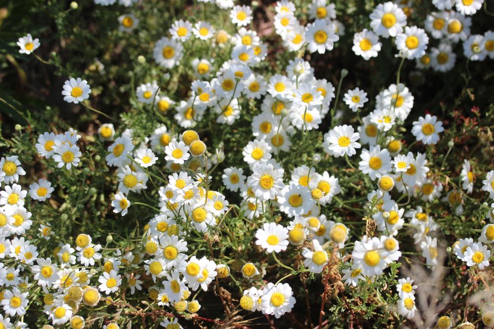 Anthémis maritime, Camomille maritime Anthemis maritima L., 1753