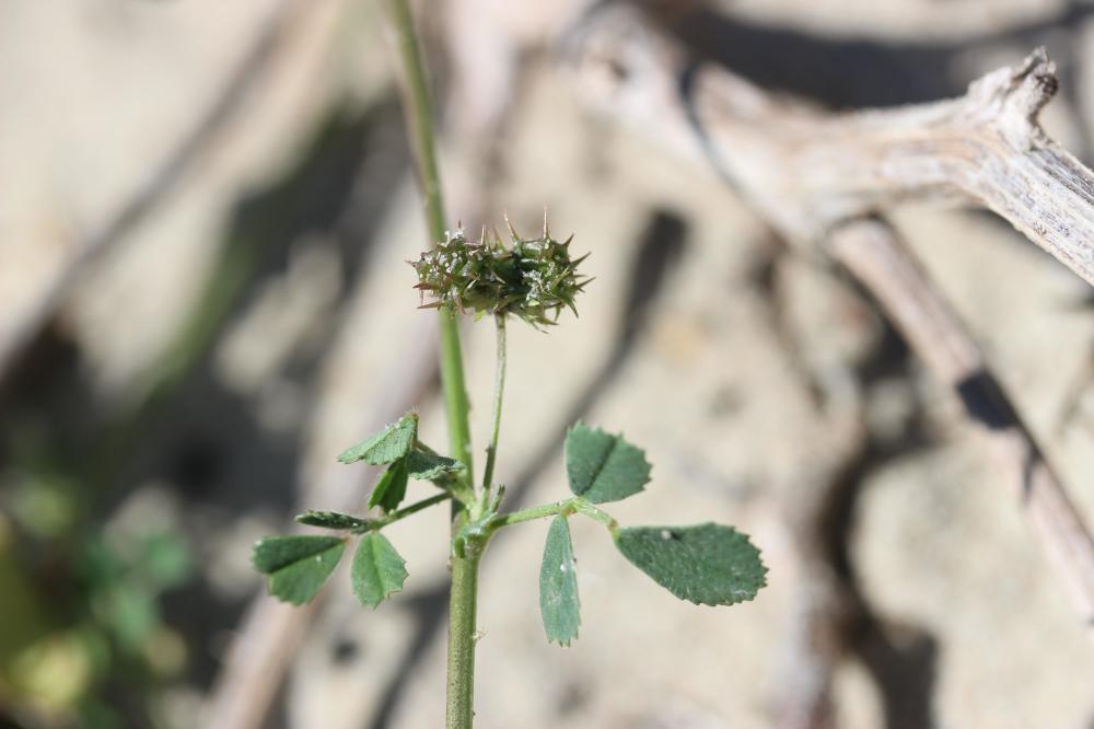 Luzerne littorale, Luzerne du littoral Medicago littoralis Rohde ex Loisel., 1810