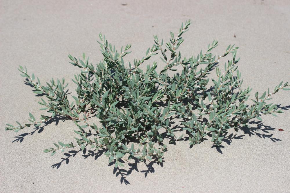 Renouée maritime Polygonum maritimum L., 1753
