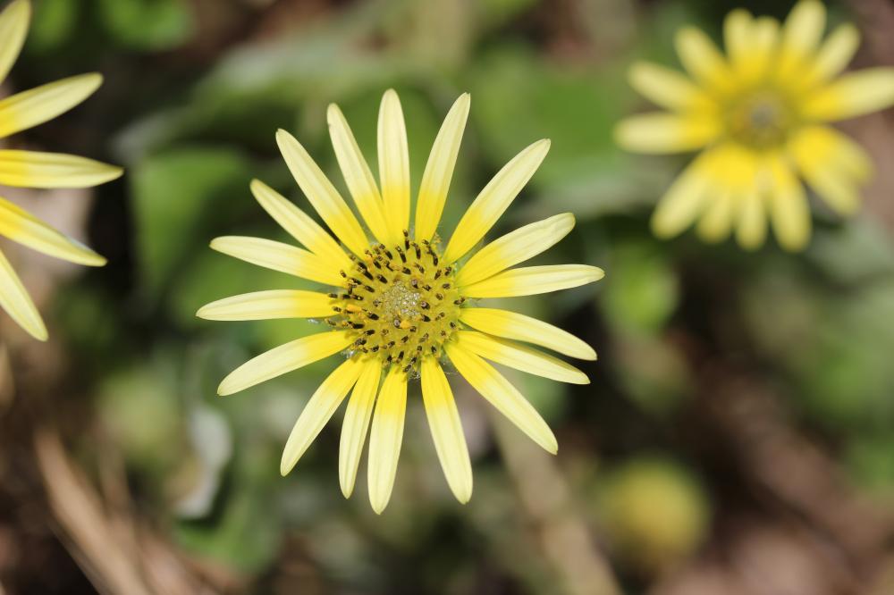 Arctothèque souci Arctotheca calendula (L.) Levyns, 1942
