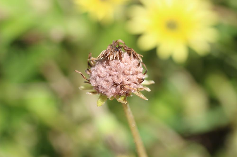 Arctothèque souci Arctotheca calendula (L.) Levyns, 1942
