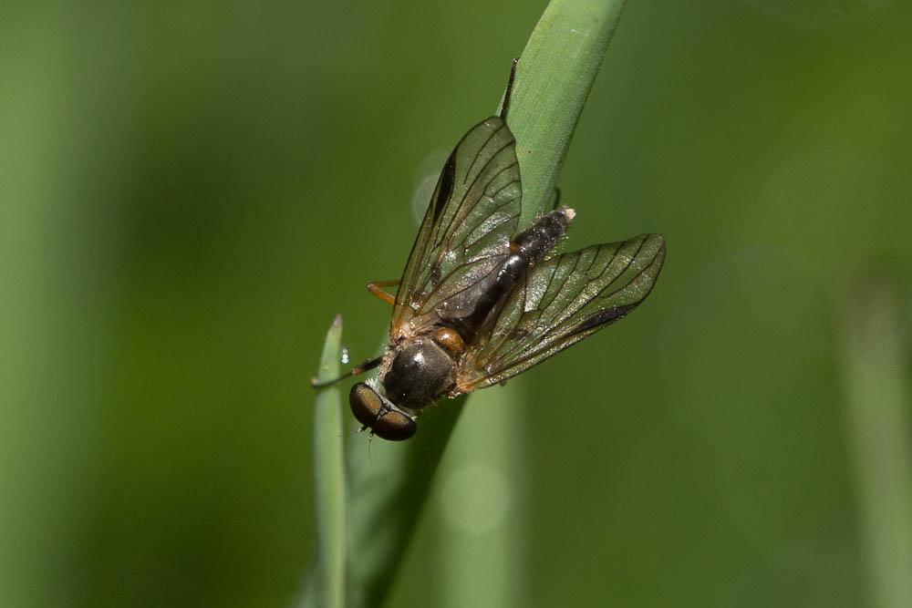  Rhagio lineola Fabricius, 1794