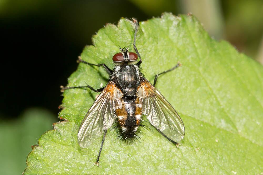 Thelaira solivaga (Harris, 1780)