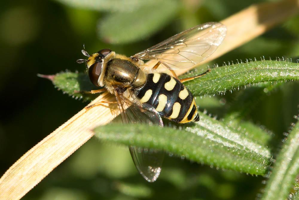 Eupeodes corollae (Fabricius, 1794)