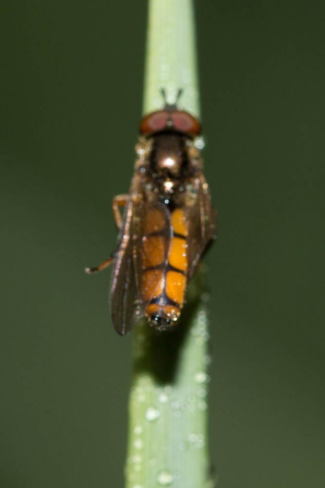 Platycheirus fulviventris (Macquart, 1829)